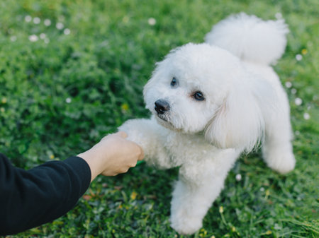 Cute Bichon Frize puppy playing with owner. Portrait of a puppy.の写真素材