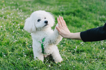 Cute Bichon Frize puppy playing with owner. Portrait of a puppy.の写真素材