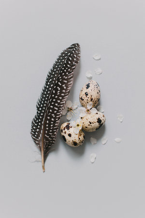 Eggs with blossom and feather on a gray background. Easter minimal concept. Place for text.の写真素材