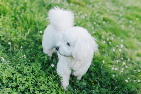 Cute Bichon Frize puppy walking on a green grass. Portrait of a puppy.の写真素材