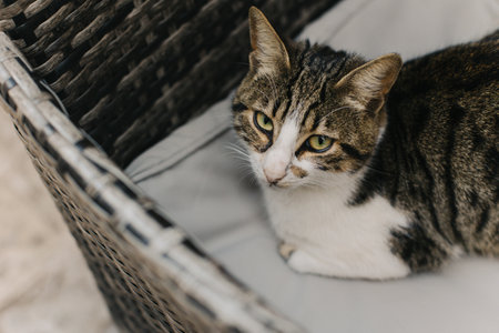 Cute tabby gray cat on a street of Budva old town, Montenegro. Portrait of a street cat.の写真素材