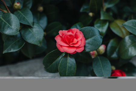 Beautiful pink Camellia flowers in a garden. selective focus.の写真素材