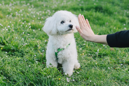 Cute Bichon Frize puppy playing with owner. Portrait of a puppy.の写真素材