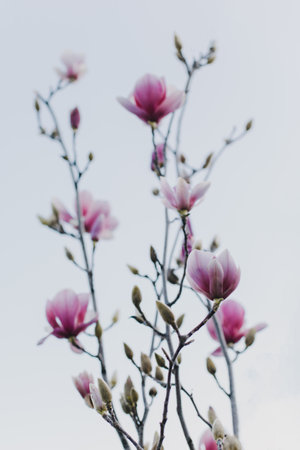 Amazing Magnolia flowers in a spring garden. springtime background. selective focus.の写真素材