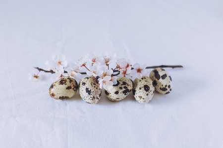 Beautiful branch with white blossom and eggs on a white background. Minimal concept. Place for text.の写真素材