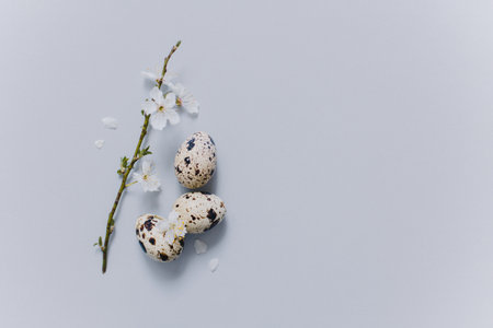 Beautiful branch with white blossom and eggs on a gray background. Minimal concept. Place for text.の写真素材