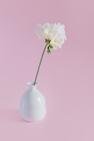 Beautiful white freesia flower in a vase on a pink background. Place for text.の写真素材