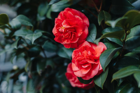 Beautiful pink Camellia flowers in a garden. selective focus.の写真素材