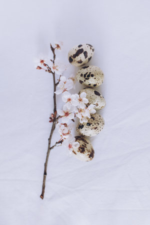 Beautiful branch with white blossom and eggs on a white background. Minimal concept. Place for text.の写真素材