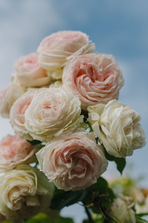 Beautiful pink Rose flower in a spring garden. Blue sky background. Place for text.の写真素材