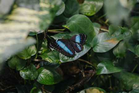 Beautiful butterfly on a green leaf in a greenhouse. Close-up.の写真素材