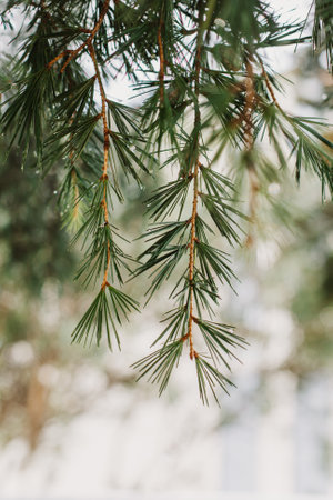 Raindrops on a fluffy fresh branches of larch. Close-up. Selective focus.の写真素材