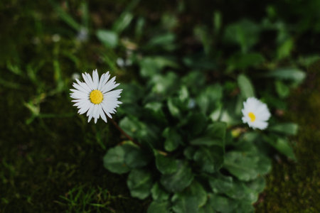 Tender daisy flowers in a spring garden. Close-up. Place for text.の写真素材