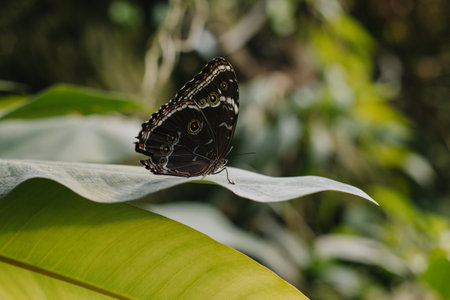Beautiful butterfly on a green leaf in a greenhouse. Close-up.の写真素材