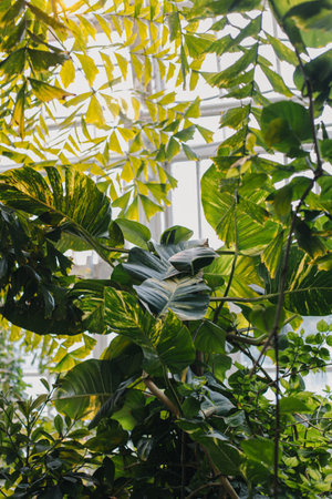 Amazing tropical plants in a greenhouse, Vienna, Austria. Selective focus.