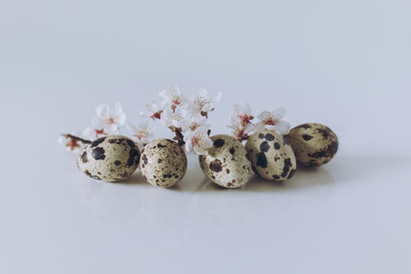 Beautiful branch with white blossom and eggs on a white background. Minimal concept. Place for text.の写真素材