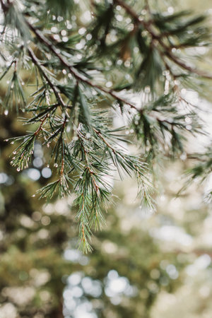 Raindrops on a fluffy fresh branches of larch. Close-up. Selective focus.