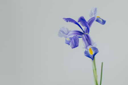 Beautiful Iris flower ion a light gray background. Minimal concept. Place for text.の写真素材