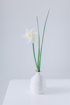 Beautiful white daffodil (narcissus flower) in a white vase. Minimal concept. Place for text.の写真素材