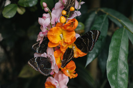 Beautiful butterflies on a bright flowers in a greenhouse. Close-up.の写真素材