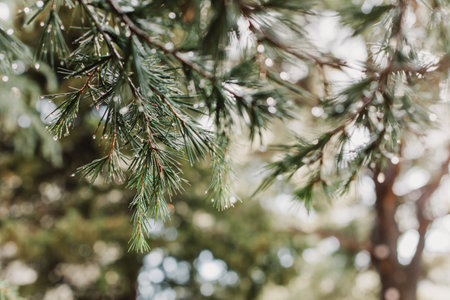 Raindrops on a fluffy fresh branches of larch. Close-up. Selective focus.の写真素材