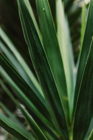 Fresh green Yucca leaves in a garden after the rain. Close-up.の写真素材