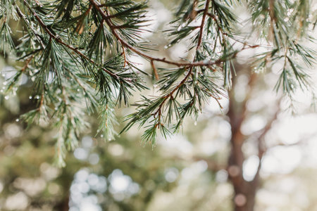Raindrops on a fluffy fresh branches of larch. Close-up. Selective focus.の写真素材