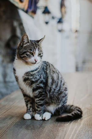 Cute tabby gray cat on a street of Budva old town, Montenegro. Portrait of a street cat.の写真素材