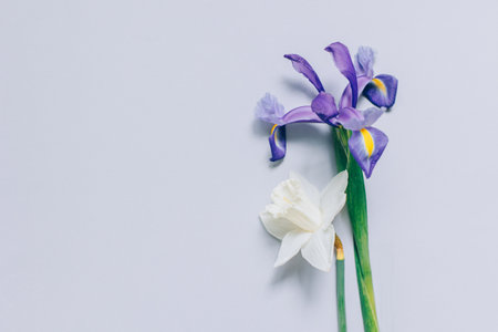 Bouquet of tender Daffodil (narcissus) and Iris flowers on a gray background. Place for text.の写真素材