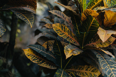 Amazing tropical plants in a greenhouse, Vienna, Austria. Selective focus.の写真素材