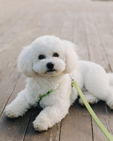Cute Bichon Frize puppy walking on a beach. Portrait of a little dog.の写真素材