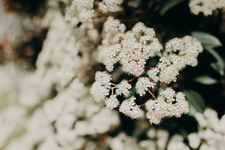 Beautiful white blossom of Fotiniya in a spring garden. Close-up. Selective focus.の写真素材