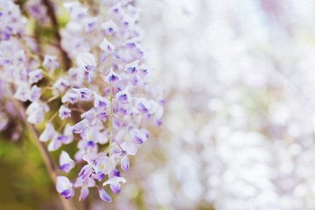 Beautiful flowers of Wisteria in a spring garden on a sunny day. Place for text. Selective focus.の写真素材