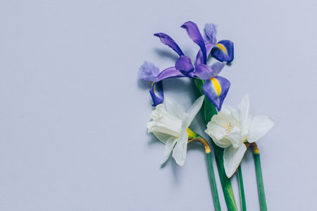 Bouquet of tender Daffodil (narcissus) and Iris flowers on a gray background. Place for text.の写真素材