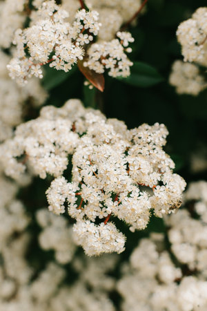 Beautiful white blossom of Fotiniya in a spring garden. Close-up. Selective focus.の写真素材