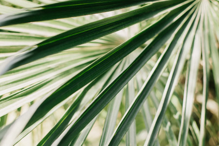 Fresh palm leaf in a sunlight. Concept green plant background. Summer background.の写真素材