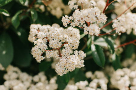 Beautiful white blossom of Fotiniya in a spring garden. Close-up. Selective focus.の写真素材