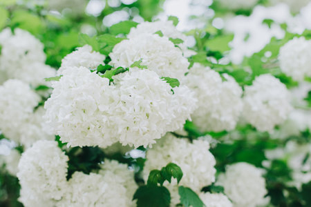 Beautiful branch with white flowers of Viburnum Boule de Neige Roseum in a spring garden. Selective focus.の写真素材