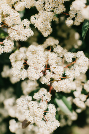 Beautiful white blossom of Fotiniya in a spring garden. Close-up. Selective focus.の写真素材
