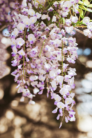 Beautiful flowers of Wisteria in a spring garden on a sunny day. Selective focus.の写真素材