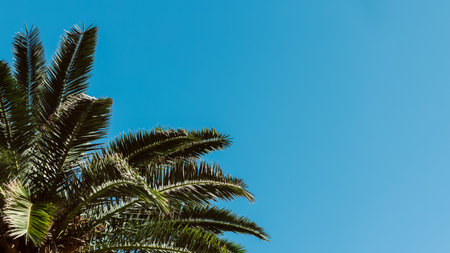 Palm tree in a blue sky on a sunny day. Minimal concept. Place for text.の写真素材