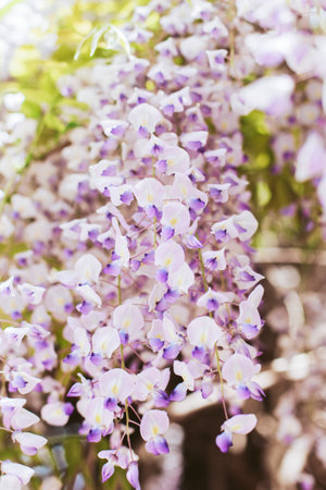 Beautiful flowers of Wisteria in a spring garden on a sunny day. Selective focus.の写真素材