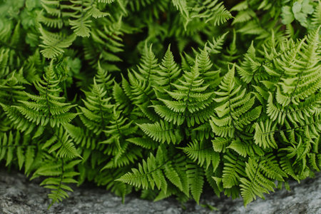 Fresh green fern leaves in a forest after the rain. Nature background. Close-up.の写真素材