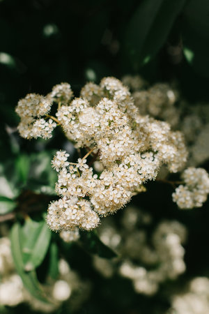 Beautiful white blossom of Fotiniya in a spring garden. Close-up. Selective focus.の写真素材