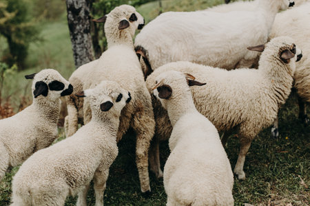 Cute little lambs grazing on the mountainside, Montenegro. Selective focus. Close-up.の写真素材