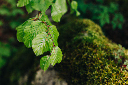 Branches with fresh green leaves in a forest after the rain. Selective focus.の写真素材