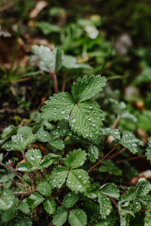 Fresh green wild strawberry leaves with drops in a forest after the rain. Nature background. Close-up.の写真素材