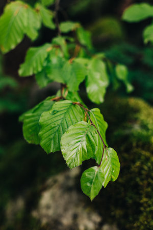 Branches with fresh green leaves in a forest after the rain. Selective focus.の写真素材
