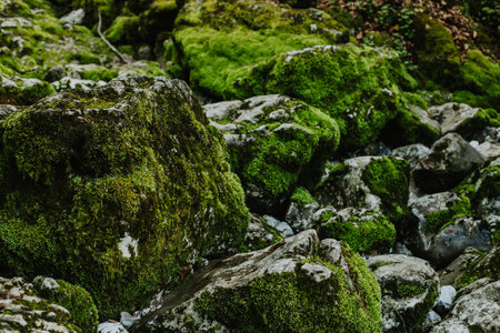 Amazing stones with green moss in National Park Prokletije, Montenegro. Nature background. Close-up.の写真素材
