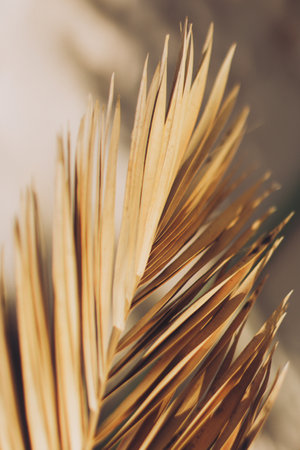 Beautiful palm leaf in a sunlight. Summer background. Selective focus.の写真素材